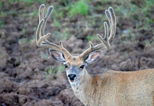 Oh Deer! What You Need to Know About Wildlife Fencing